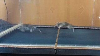 [Động vật]Chuột chạy trên máy chạy bộ