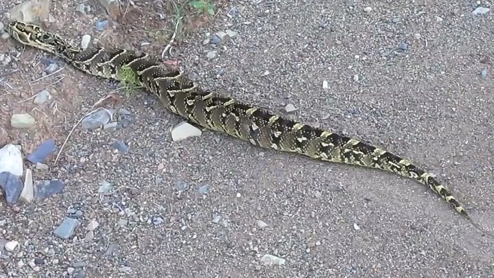[Animals] A Snake That Has Eaten Too Much Food