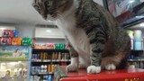 Petugas toko kucing menyarankan Anda untuk membeli sesuatu, dan Anda dapat mengelusnya setelah Anda 