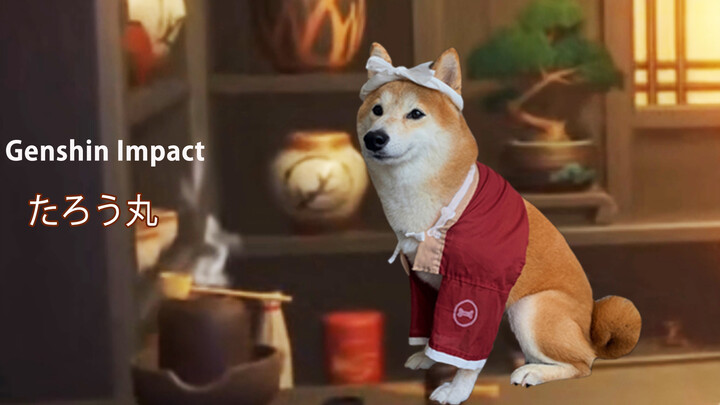 Cơ thể Taromaru! Khôi phục bộ trang phục trong thần chó Shiba Inu!