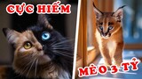10 Loài Mèo Hiếm Nhất Trên Thế Giới - Tiền Tỷ Không Mua Được