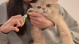 [Mèo cưng] Bé mèo tên "Cái Loa" khi cắt móng chân lại cực ngoan ngoãn