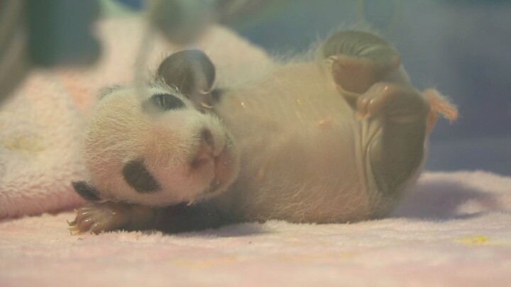 [Animals]Healthy growth of the lightest baby panda