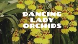 How to care for Oncidium Dancing Lady Orchids