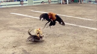 Texas Vs Dom Bulik, 170k Parada Nakasahan🐓🔥 #SabongLCA LC VS SARIAYA. Pang Limang Panalo.