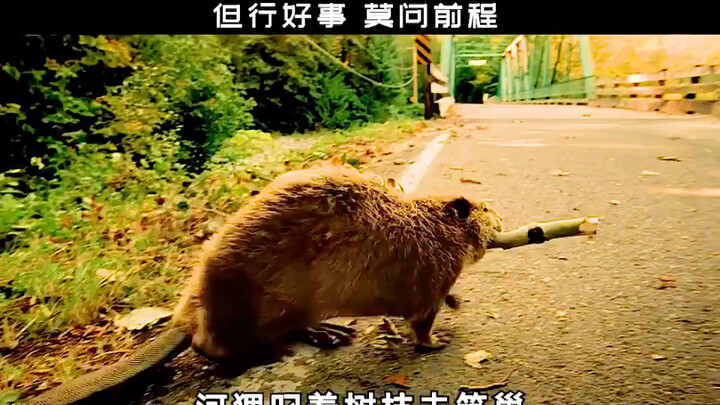 爱出者爱返，你对别人的善意，最后都会成全自己  #治愈   #歌曲镜中渊