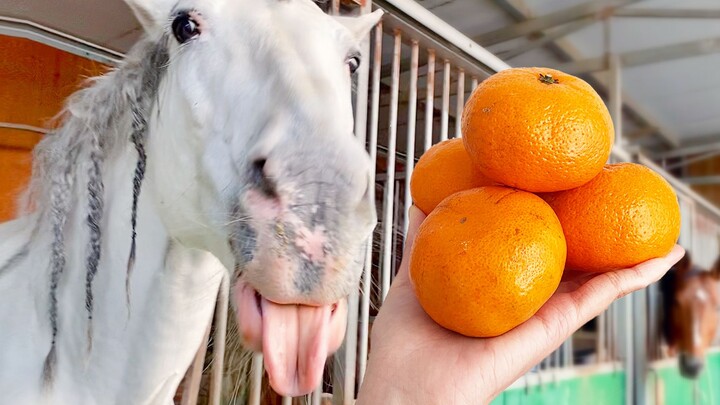 橘子太酸不要扔，骗马吃啊！有几匹酸得龇牙咧嘴