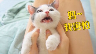 小奶猫第一次经历台风，在主人腿上瑟瑟发抖！