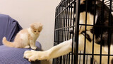 [Hewan] Seekor husky bertemu kucing untuk pertama kalinya