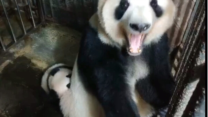 [Panda Lan Xiang] Tidak Mudah Menjadi Seorang Ibu