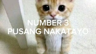 top 10 na pusa