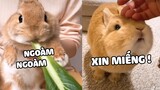 Một chiếc thỏ nhỏ háo ăn nhưng dễ thương 😋 | Pets TV