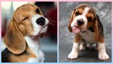 Cute Beagle Puppies   Funny Beagle Puppy Video Compilation #2
