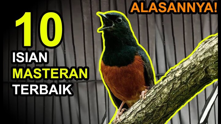 10 Isian MASTERAN MURAI BATU Terbaik dan Alasannya!