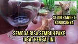 Bismillah obat Herbal Kucing  Sakit Tumorr Ganas Untuk Mona Semoga Cocok..!