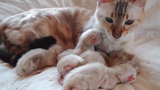 Top Kittens With Mom 🔴 Kittens With Mom Videos Compilation - Gatitos con Mamá Vídeo Recopilación