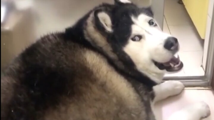 Anjing Husky, Penampilannya Dingin Tapi Bodoh