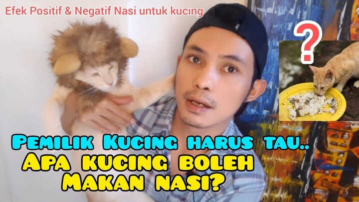 KUCING MAKAN NASI - Apa Kucing Boleh Makan Nasi ? - Makanan Kucing Murah Traditional