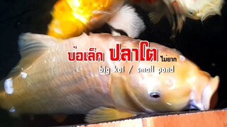 ปลาคาร์ฟโตไวในบ่อเล็ก แค่... l คุณพ่อคราฟ EP.46