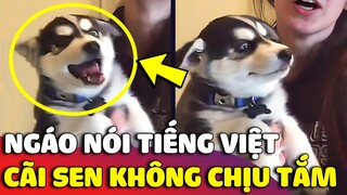 Ngáo con Husky biết nói tiếng việt CÃI LẠI SEN không sai một chữ nào 😂 | Gâu Đần