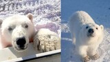 ลูกหมีขั้วโลกที่ชาวเหมืองช่วยกันเลี้ยง