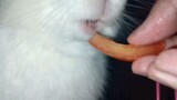 [Animal] A Rabbit's Mukbang | Eating Tomato & Carrot