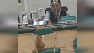 猫: 把我账户里的猫粮都给我取出来，营业员:请把身份证给我!