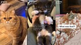 Cute and funny cats - TikTok compilation