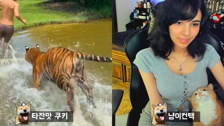 วิธีเอาตัวรอดจากการถูกเสือไล่ Funny animal meme