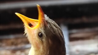 memberi makan burung