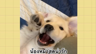 เพื่อนตัวน้อยแสนซน : น้องหมาสุดน่ารัก