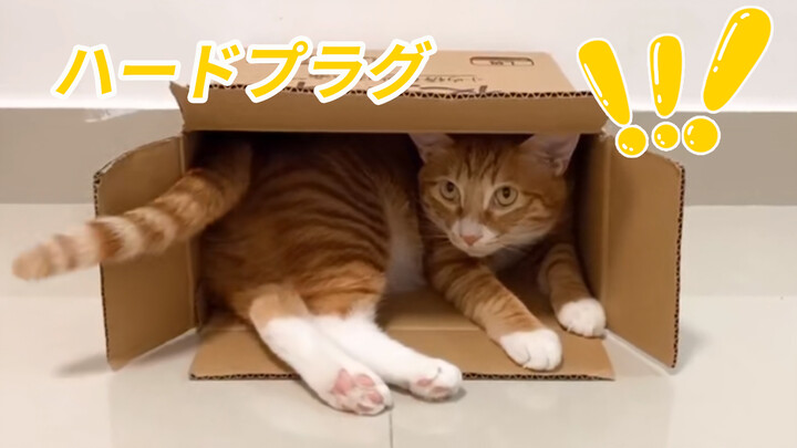 Obsesi kucing pada kotak kardus!!!
