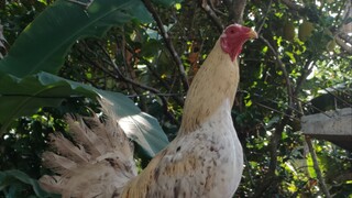 pongsi vs bubuyog