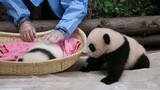 Super Cute Baby Pandas Baolu & Yasong
