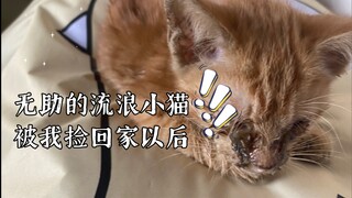 我救助了一只看不见的流浪小猫以后…..