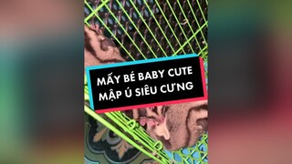 Nhanh tay thì còn 😂 sugarglider socbayuc sócbayúc socbay sócbay socbayucbaby thucung pet pets animal animals