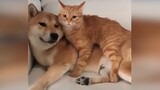 [Remix]Collections of funny moments of pets