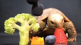 【ASMR】Tortoise Eating Fruits and Vegetables