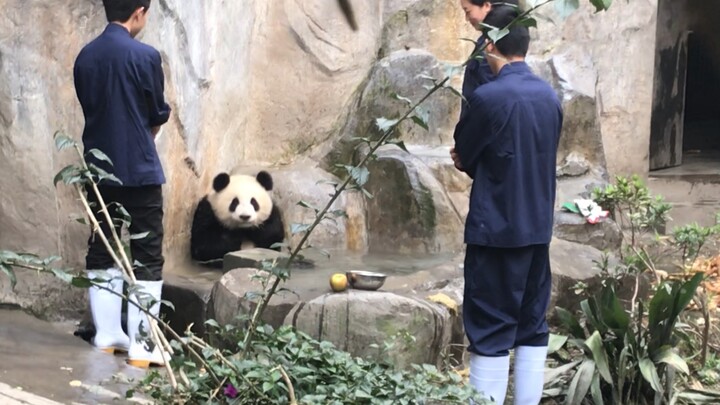 3 pandas start fighting on the trees. The braches break and they tumble to the ground. 