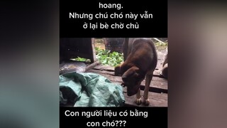 Chú chó trung thành _ phiên bản việt nam. cho chó chó_cưng chócute chócon chómèo