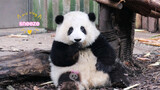 [Hewan]Hehua Sang Panda Bersin, Siapa yang Sedang Merindukanku?