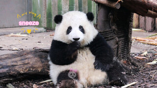 [Panda] Who is missing me?