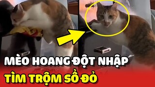 Góc cảnh giác với SIÊU TRỘM mèo hoang ĐỘT NHẬP nhà dân TRỘM SỔ ĐỎ 😂 | Yêu Lu