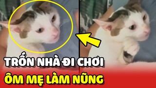 Chú mèo bỏ nhà đi chơi rồi về nhà ôm mẹ LÀM NŨNG 😂 | Yêu Lu