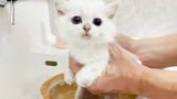 Leo a kitten who cries in the first bath