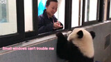 [Hewan] [Bayi Panda] Kerinduan pada Dunia Luar