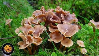 เก็บเห็ดมันปูดำ ดูป่าเห็ดนอร์เวย์ ต่อจากคลิปที่แล้ว | Picking wild mushrooms | Traktkantarell