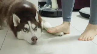 [Animals]Contrast between host's and hostess' stepping on husky's foot