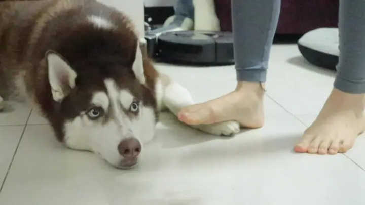 [Animals]Contrast between host's and hostess' stepping on husky's foot