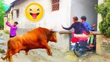Must Watch New Funny Video 2022 Top New Comedy Video 2022 Try Not To laugh Episode 23 by @FUNNY TV